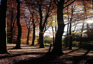 Zonnestralen schijnen tussen de herfstbomen bij de lodge ‘Les Bouleaux’ in België.