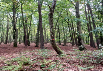 Deciduous forest near 'Les Bouleaux' lodge in Belgium, with ferns and sunlit green foliage in summer.