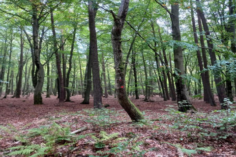 Loofbos nabij lodge 'Les Bouleaux' in België met varens op de bodem en zomers groen bladerdak.