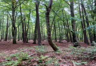 Loofbos nabij lodge 'Les Bouleaux' in België met varens op de bodem en zomers groen bladerdak.