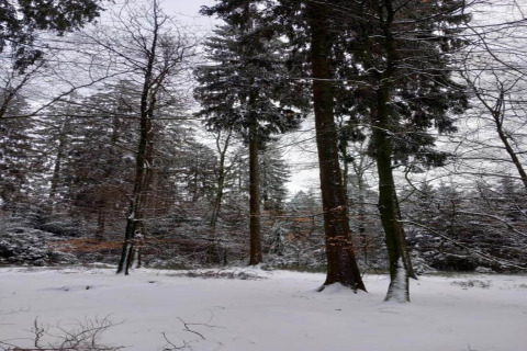 Besneeuwd bos bij lodge Les Bouleaux in België, met hoge bomen en een rustige winterse sfeer.