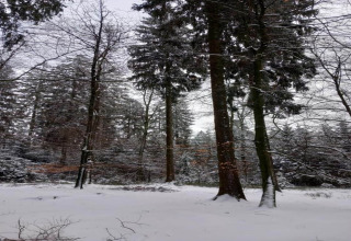 Besneeuwd bos bij lodge Les Bouleaux in België, met hoge bomen en een rustige winterse sfeer.