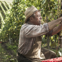 Campesino cosechando uvas en un viñedo, rodeado de filas de vides, con sombrero de paja y delantal al sol.