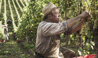 Farmer harvesting grapes in a vineyard lined with grapevines, wearing a straw hat and apron in morning sun.