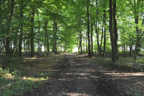 Bosrijk pad bij chalet 'Mise Au Vert' in België, met zonlicht door groene boomtoppen gefilterd.