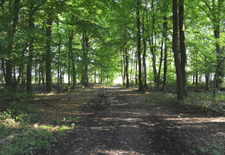 Bosrijk pad bij chalet 'Mise Au Vert' in België, met zonlicht door groene boomtoppen gefilterd.