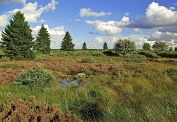Landschaftsfoto von Chalet 'Mise Au Vert' in Belgien mit Bäumen, Gräsern und wolkigem Himmel.