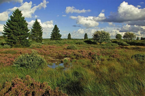 Landschapsfoto bij chalet 'Mise Au Vert' in België met bomen, grasland en wolkenlucht.