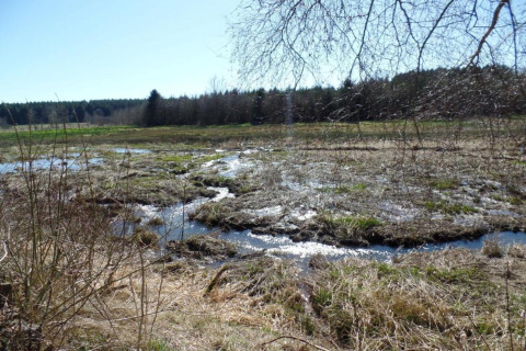 Buitenfoto genomen vanaf een chalet met uitzicht op een moerassig gebied, beekjes en een bos op de achtergrond.