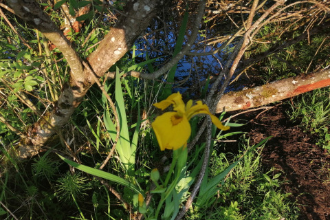 Gele irisbloem en groene bladeren bij water, omgeven door takken bij Chatillon 67 lodge in België.