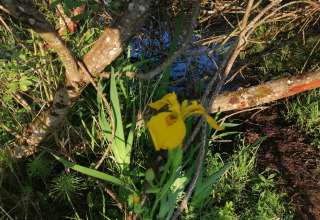 Gele irisbloem en groene bladeren bij water, omgeven door takken bij Chatillon 67 lodge in België.