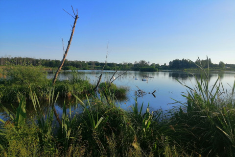 Uitzicht op een rustige plas met riet en bomen bij lodge Chatillon 67 in België onder een blauwe lucht.