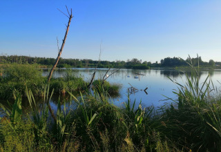 Uitzicht op een rustige plas met riet en bomen bij lodge Chatillon 67 in België onder een blauwe lucht.