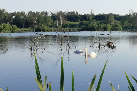 Twee zwanen zwemmen rustig op een meer bij de lodge Chatillon 67 in België, omgeven door natuur.