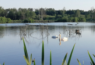 Twee zwanen zwemmen rustig op een meer bij de lodge Chatillon 67 in België, omgeven door natuur.