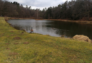 Een vijver met een gans aan de oever bij lodge Chatillon 67 in België, omgeven door bomen.