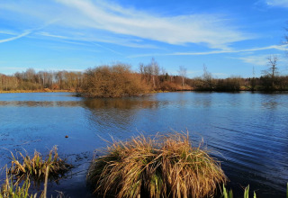 Zicht op een rustige vijver met riet bij lodge Chatillon 67 in België onder een blauwe lucht.
