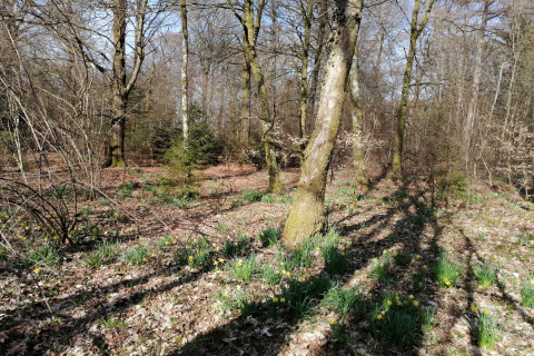 Voorjaarsbos bij lodge Chatillon 67 in België, met bomen, schaduw en bloeiende gele narcissen.