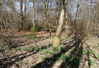 Voorjaarsbos bij lodge Chatillon 67 in België, met bomen, schaduw en bloeiende gele narcissen.