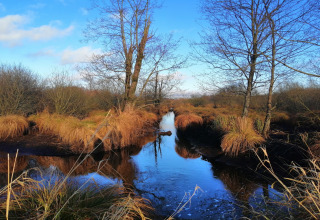 Natuurfoto bij lodge Chatillon 67 in België, met kale bomen en gras rondom een ​​heldere beek.