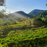 Hermosa vista de viñedos verdes y colinas onduladas junto a un parque vacacional con glamping incluido.