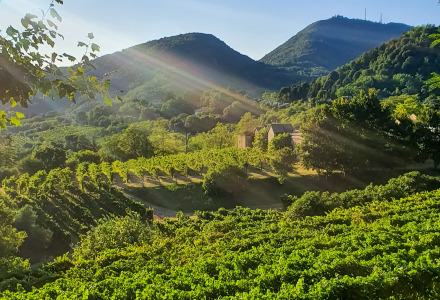 Hermosa vista de viñedos verdes y colinas onduladas junto a un parque vacacional con glamping incluido.