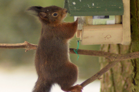 Un écureuil grimpe vers une mangeoire sur une branche près d’un arbre, à côté d’un lodge.