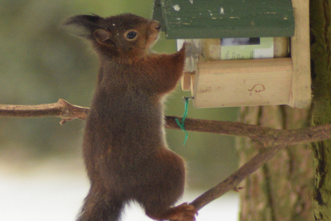 Un écureuil grimpe vers une mangeoire sur une branche près d’un arbre, à côté d’un lodge.