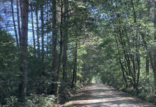 Chemin forestier ombragé par des arbres à un hébergement glamping, ambiance calme et naturelle.