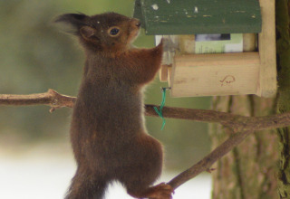 Uno scoiattolo si arrampica su un ramo e mangia da una mangiatoia in una struttura glamping.