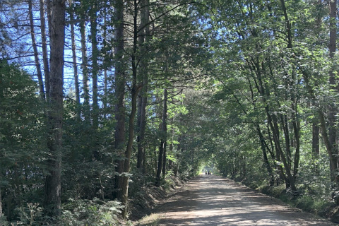Luz solar atraviesa árboles sobre un sendero sereno cerca de la cabaña Koolmees en Bélgica, naturaleza.