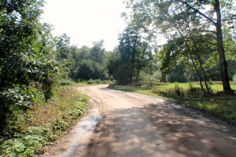 Camino de tierra bordeado de árboles verdes cerca del lodge ‘Koolmees’ en Bélgica en un día soleado.
