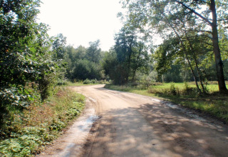 Strada sterrata circondata da alberi verdi vicino al lodge 'Koolmees' in Belgio in una giornata di sole.