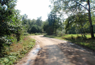 Strada sterrata circondata da alberi verdi vicino al lodge 'Koolmees' in Belgio in una giornata di sole.