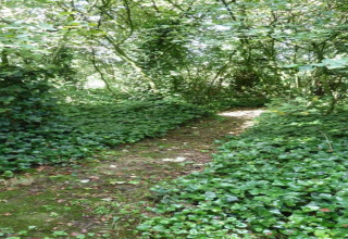 Un sentiero verde coperto di foglie, circondato da alberi, a Verblijfpark Breebos 2 in Belgio.