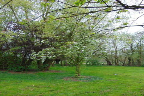 Groen grasveld met bloeiende bomen bij Verblijfpark Breebos 3 lodge, een rustige plek in België.