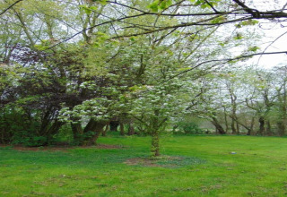 Groen grasveld met bloeiende bomen bij Verblijfpark Breebos 3 lodge, een rustige plek in België.
