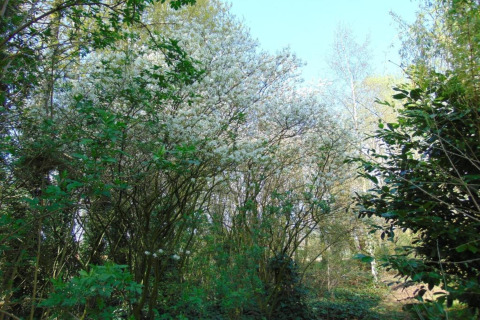 Uitzicht op groene bomen en bloeiende struiken onder een heldere lucht in Verblijfpark Breebos, België.