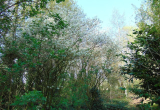 Uitzicht op groene bomen en bloeiende struiken onder een heldere lucht in Verblijfpark Breebos, België.