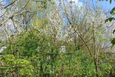 Vista primaverile di cespugli verdi e alberi in fiore a Verblijfpark Breebos 3, Belgio.