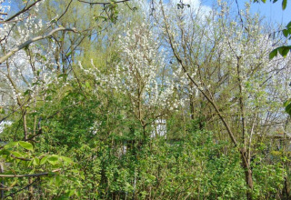 Lentezicht op groene struiken en bloeiende bomen bij Verblijfpark Breebos 3 in België.