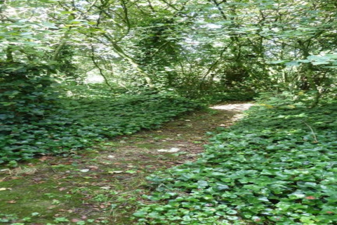 Begroeid bospad bij Verblijfpark Breebos 3, België, met groene planten onder een bladerdak.