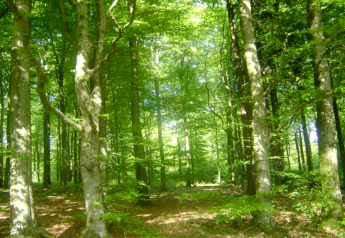 La luz del sol atraviesa árboles verdes en un bosque tranquilo cerca del Chalet «Chocolat» en Bélgica.