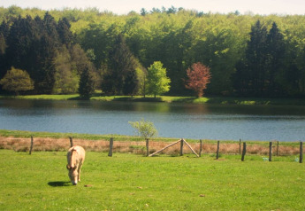 Un burro pastando en un prado verde junto a un lago y bosque, en Chalet «Chocolat», Bélgica.
