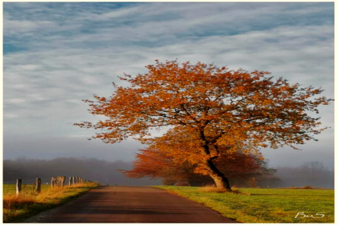 Herbstlandschaft am Chalet «Chocolat» in Belgien mit einer ruhigen Straße, Baum und buntem Laub.