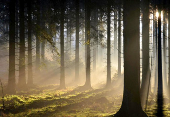 Rayos de sol atraviesan los árboles en un bosque tranquilo cerca del Chalet «Chocolat» en Bélgica, suelo verde.
