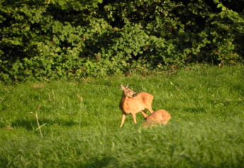 Dos ciervos pastan tranquilos en un prado verde cerca del Chalet «Chocolat» en Bélgica, con árboles detrás.