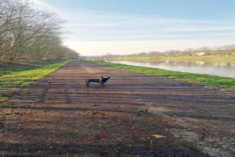 Ein Hund steht auf einem Weg neben einem Fluss beim Chalet «Chocolat» in Belgien an einem klaren Tag.