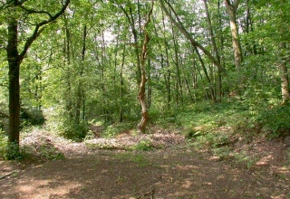 Zonnige bosomgeving aan lodge ‘The Deer Forest’ in België, met groene vegetatie en een kronkelende boom.