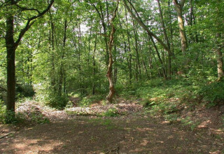 Forêt ensoleillée près du lodge « The Deer Forest » en Belgique, avec verdure luxuriante et arbre tordu.
